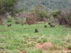 Africa 2 115